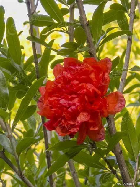 重瓣石榴花|花果并丽——百年石榴